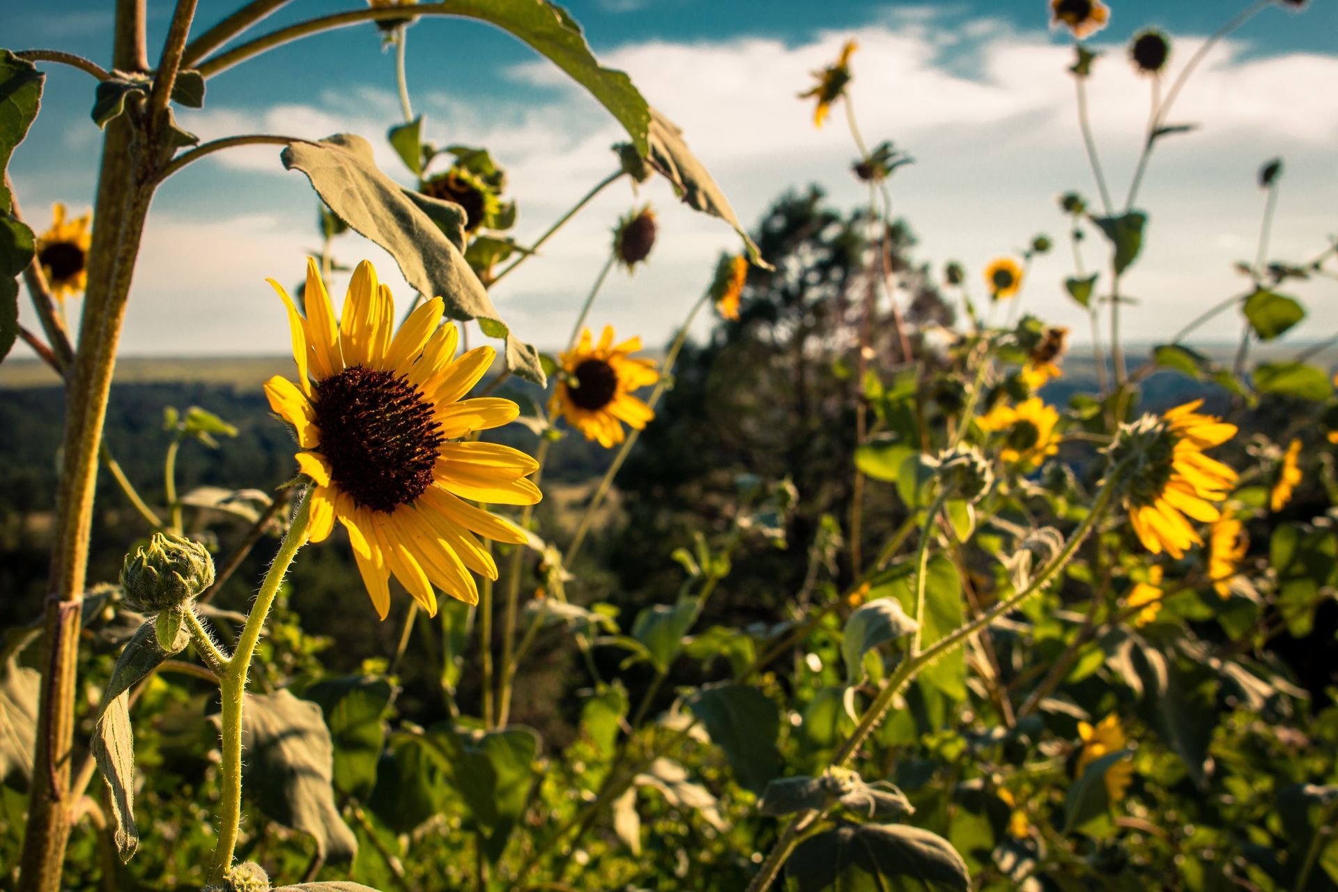 A bright yellow sunflower stands in the foreground of a sunlit field filled with smaller sunflowers under a blue sky.
