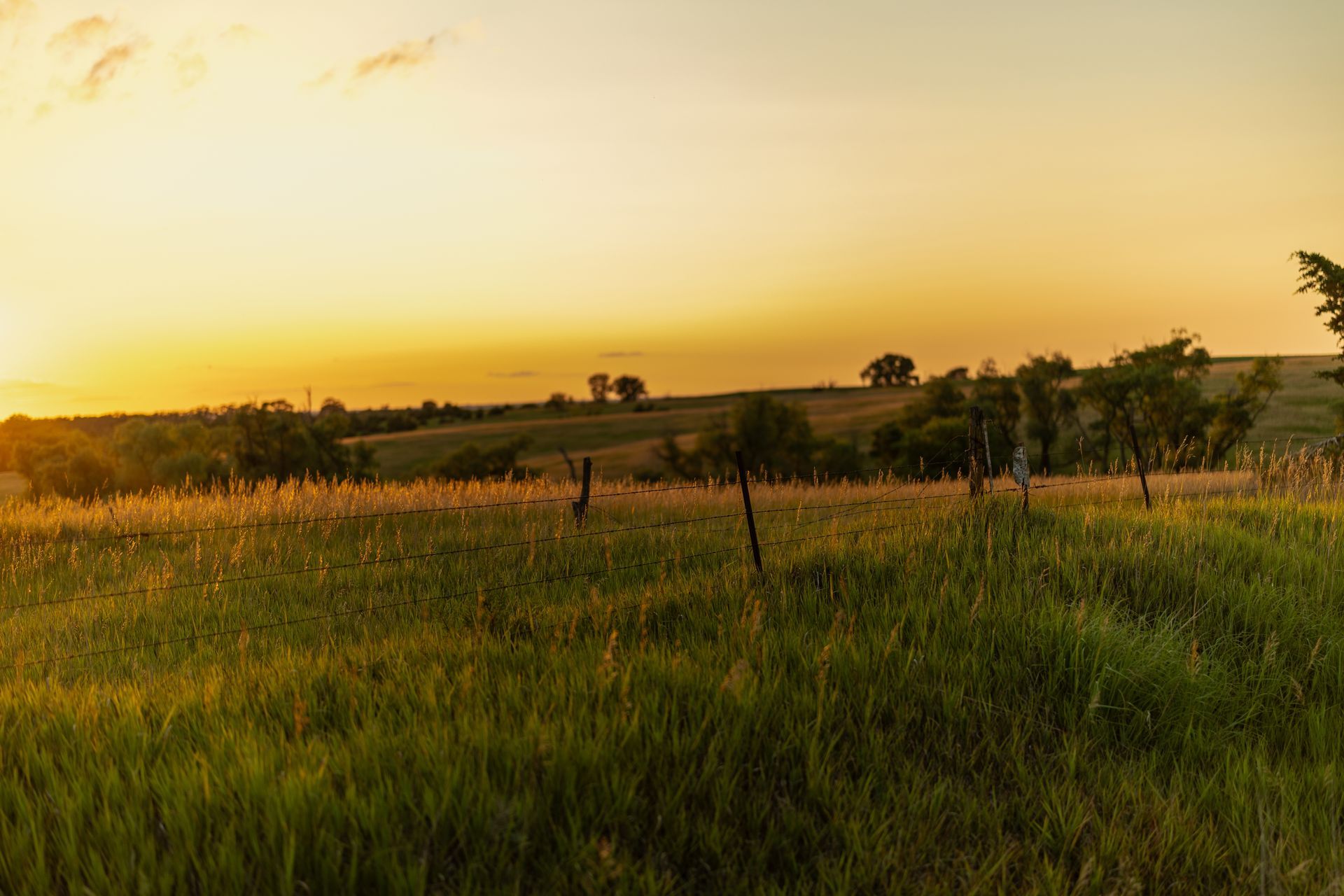 Golden sunset over a vast, grassy field with scattered trees and distant rolling hills under a warm sky.