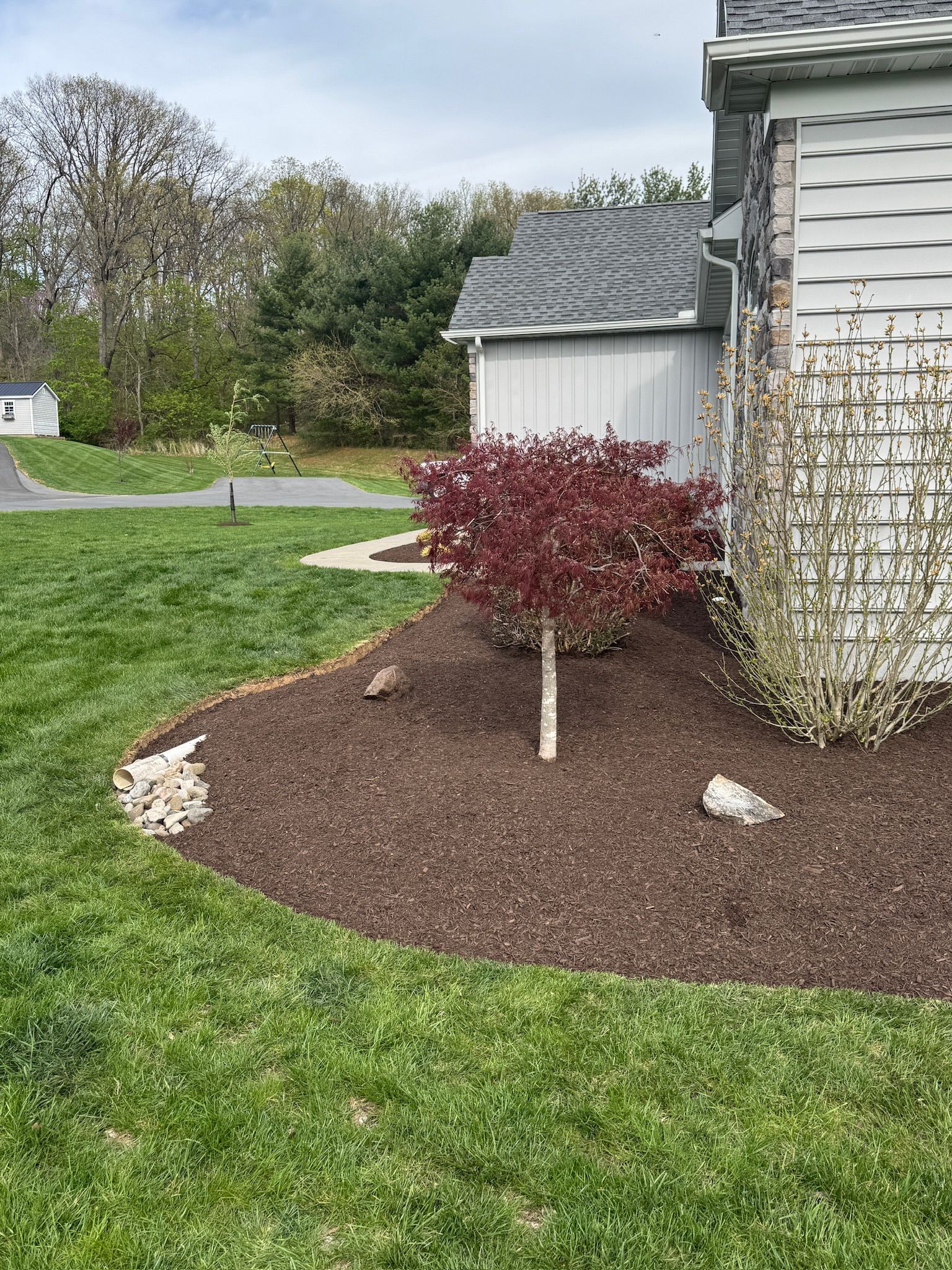 A small Japanese maple tree with red leaves in a mulched bed next to a house. Green lawn surrounds it.