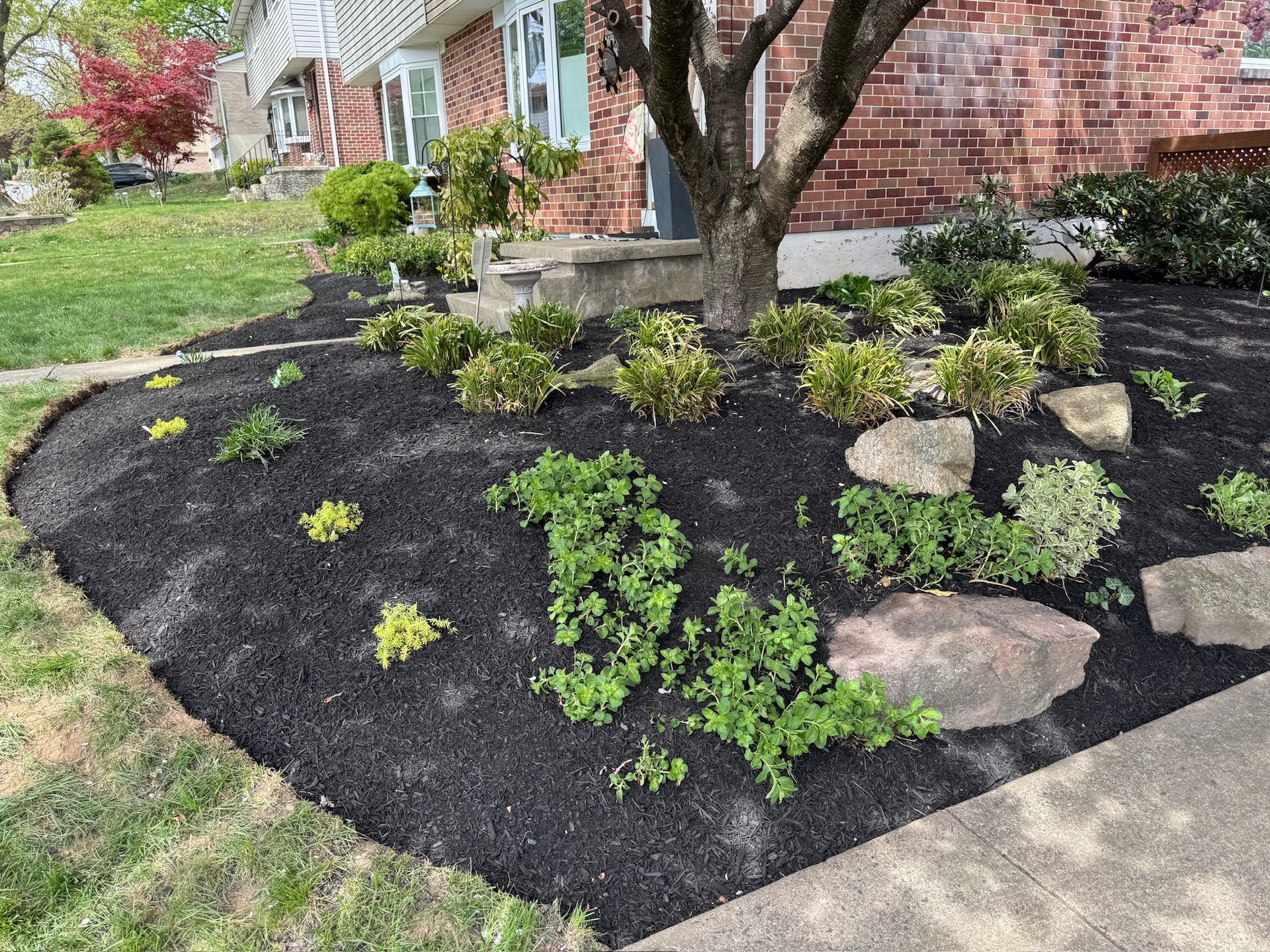 A garden bed with black mulch, green shrubs, and rocks, in front of a brick house.