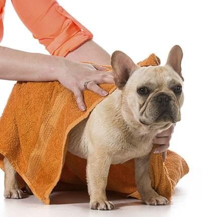 CLÍNICA VETERINARIA Y ESTÉTICA CANINA - ESTÉTICA CANINA