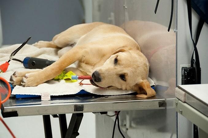 CLÍNICA VETERINARIA Y ESTÉTICA CANINA - PROFILAXIS DENTAL