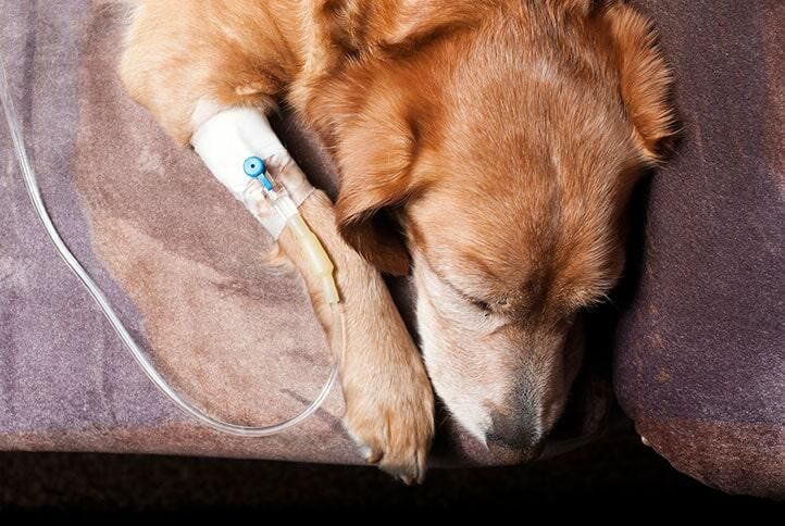 CLÍNICA VETERINARIA Y ESTÉTICA CANINA - CONSULTA