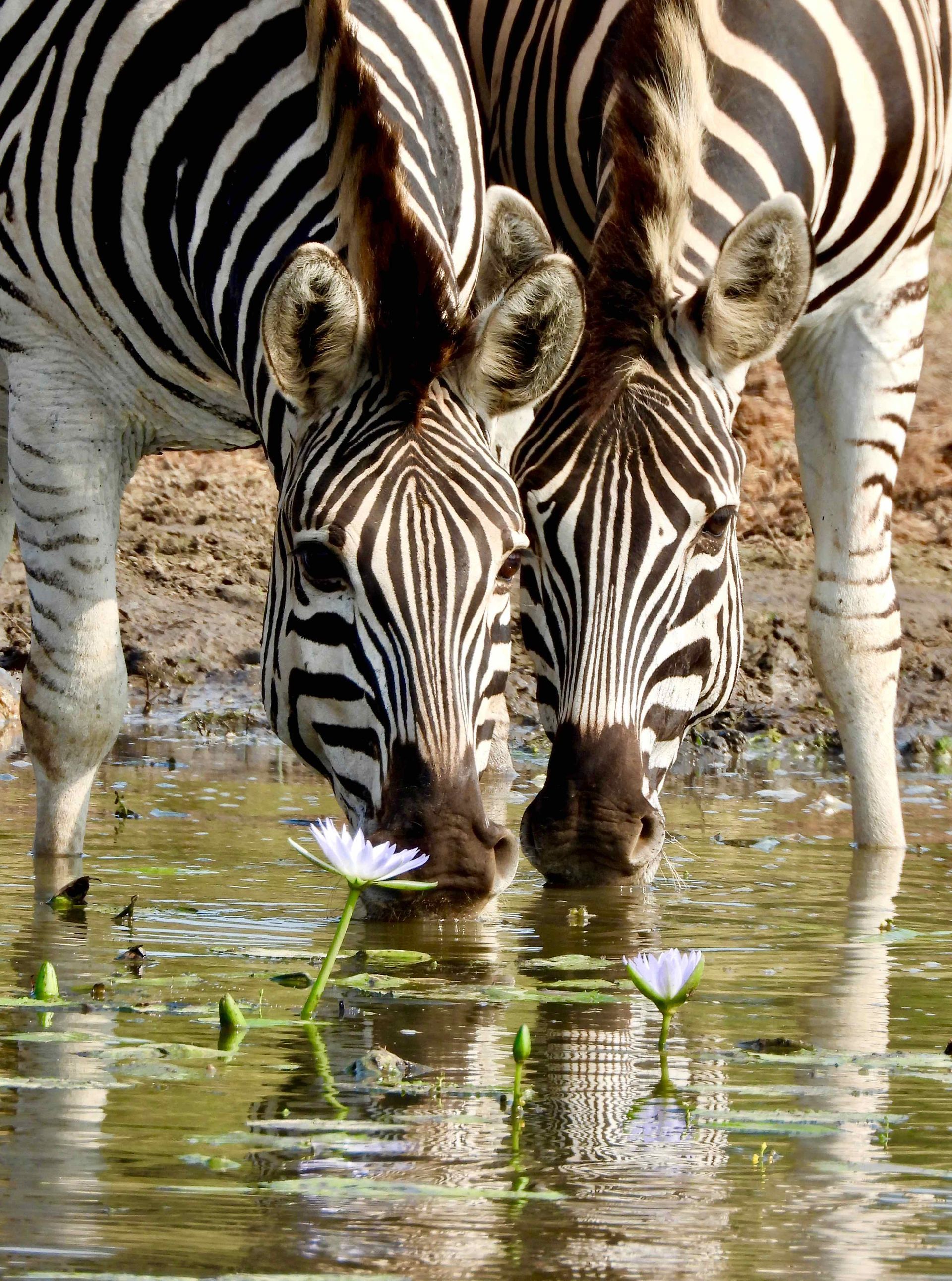 Two zebras are drinking water from a pond.