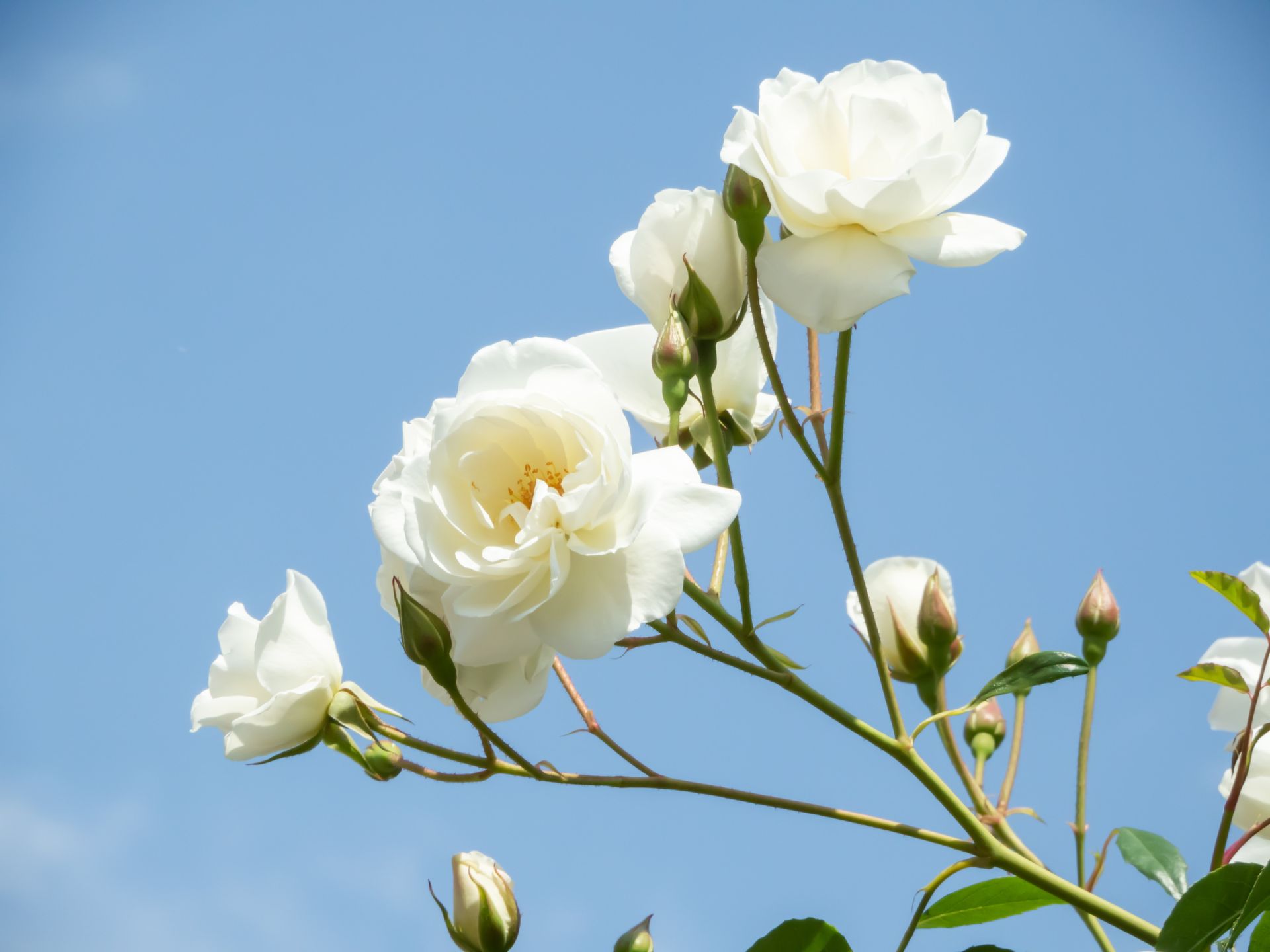 Send Local Flowers to Funeral Services offered by Hayworth Miller Funeral Homes in NC