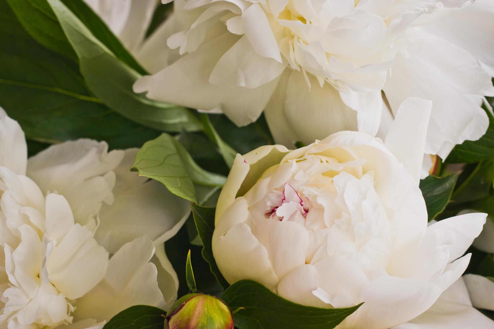 Send Flowers