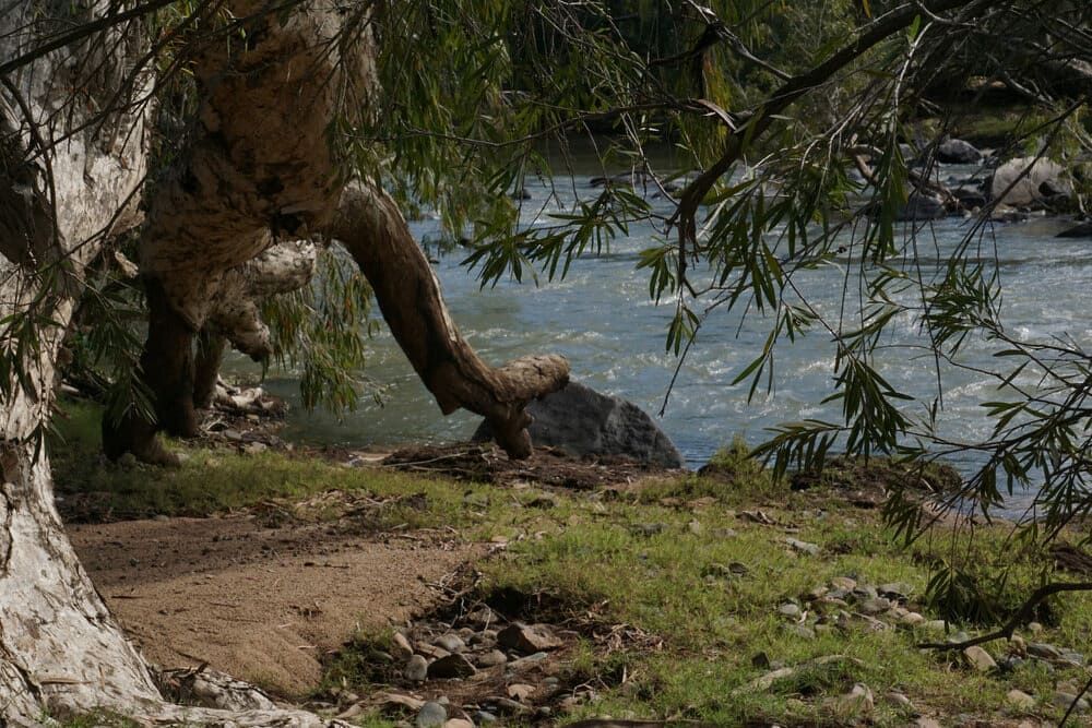 A Tree Trunk is Growing Out of the Ground Next to a River — Audy Geiszler Pest Control in Collinsville, QLD