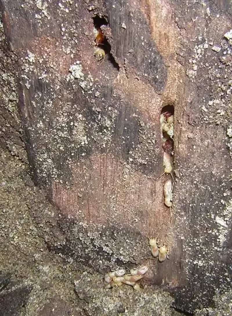 A Close Up of a Rock With a Hole in It — Audy Geiszler Pest Control in Bowen, QLD