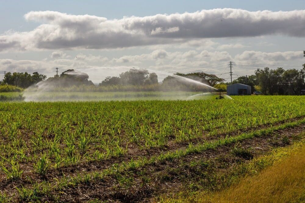 A Sprinkler is Spraying Water on a Lush Green Field — Audy Geiszler Pest Control in Proserpine, QLD