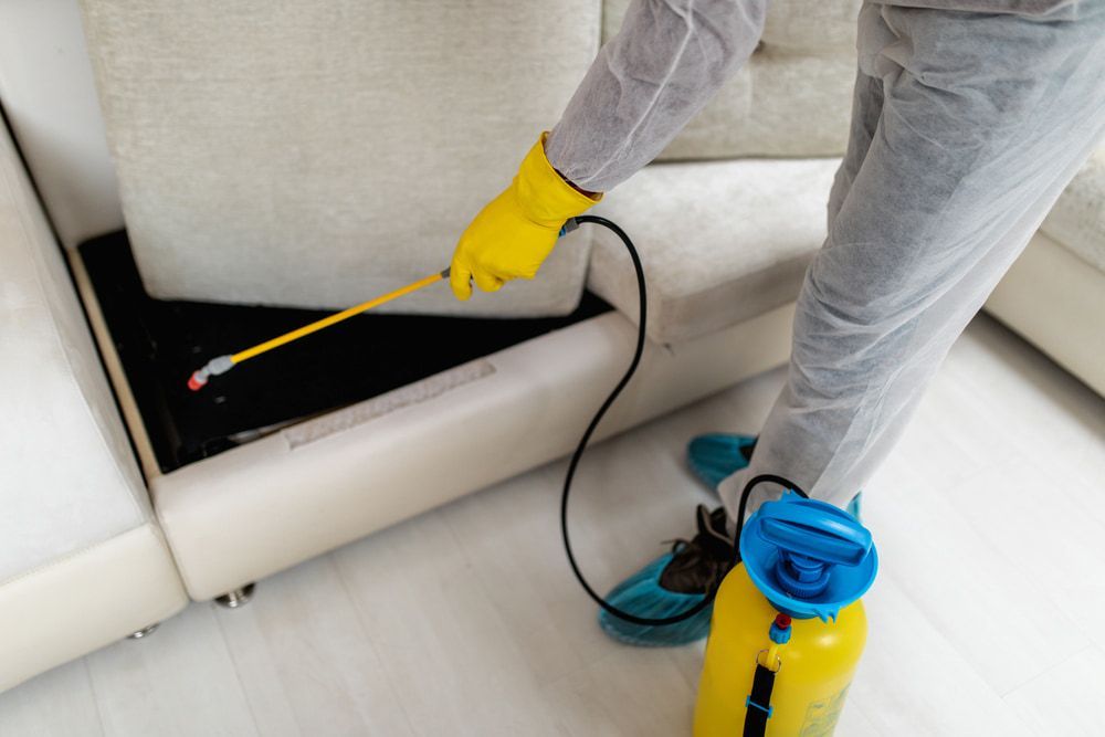 A Person is Spraying a Couch With a Spray Bottle — Audy Geiszler Pest Control in Collinsville, QLD