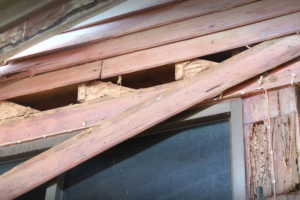 A Piece of Wood is Laying on Top of Another Piece of Wood — Audy Geiszler Pest Control in Airlie Beach, QLD