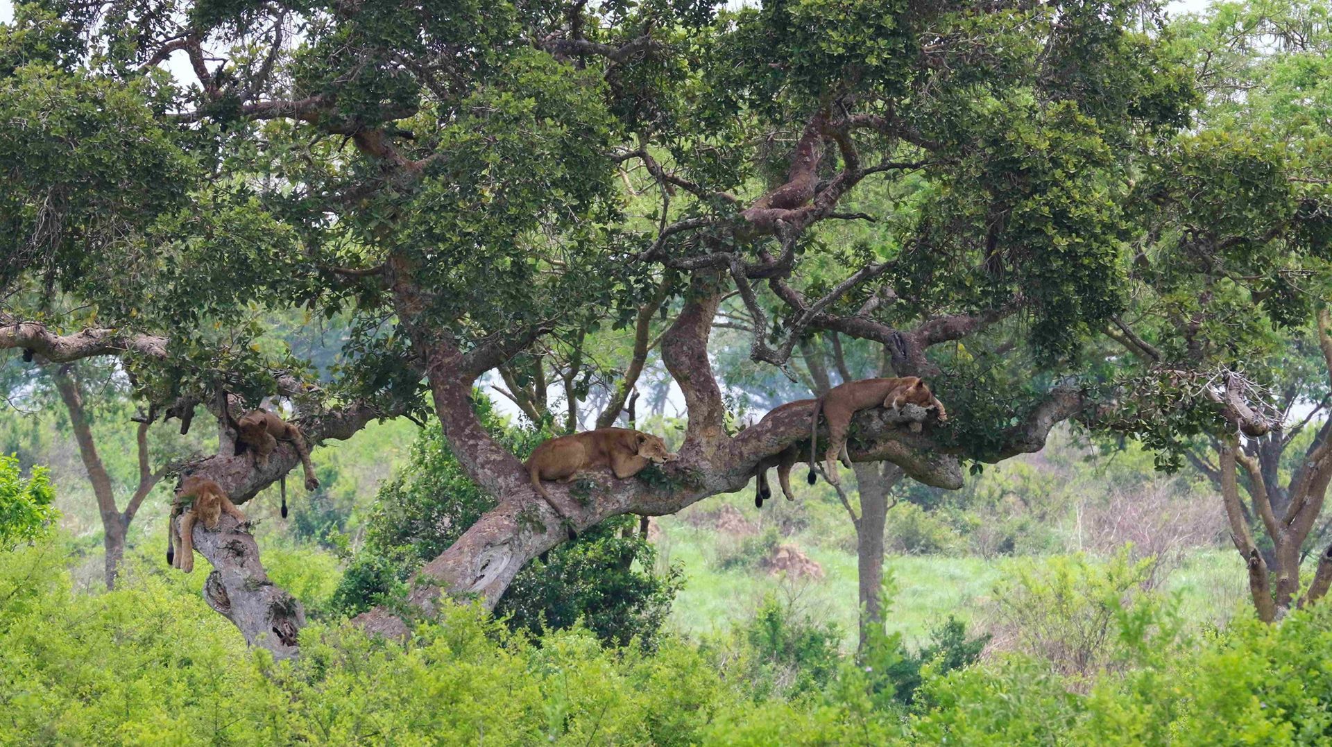 Speke Uganda Holidays - 12 Days Adventure Tour of Uganda