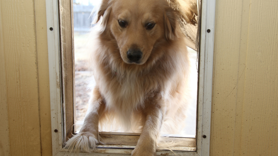 Golden retriever peering through a dog door, paws on the threshold.