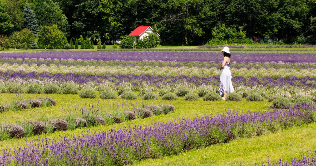 Prince Edward County Lavender Farm