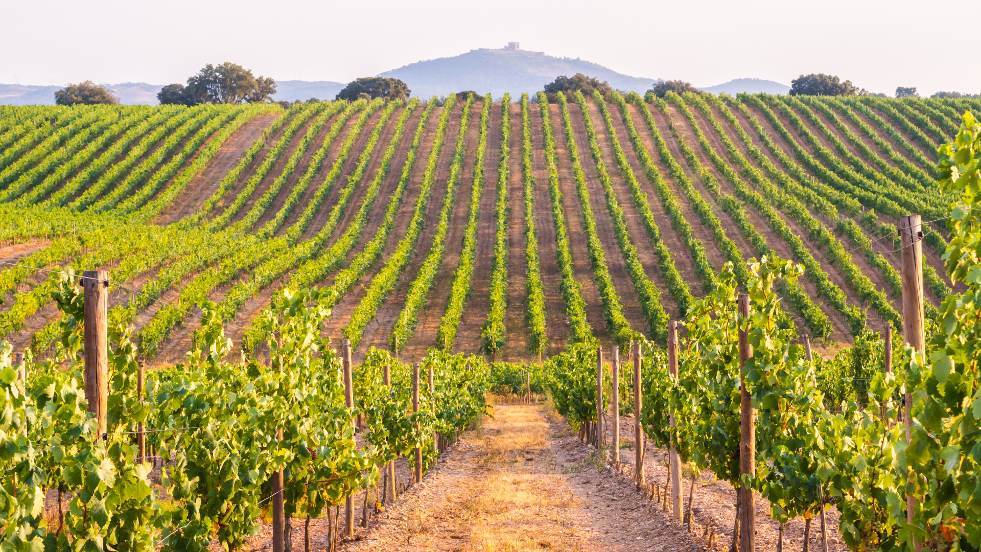 PEC Winery Tour