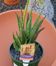 Baeckea Virgata Miniature (dwarf) in a landscaped home garden