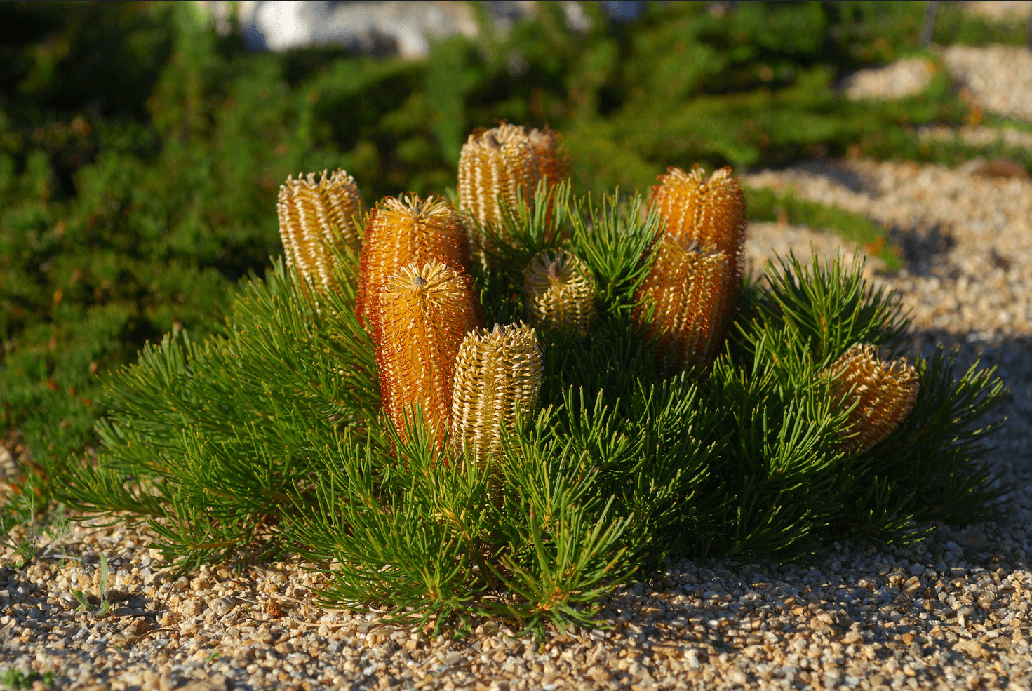 Banksia Spinulosa 'Coastal Cushion'