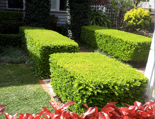 Buxus Japonica