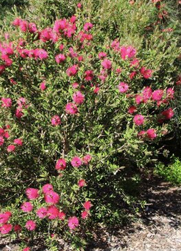 Baeckea Virgata Miniature (dwarf) flowering.