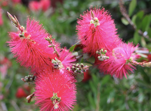 Callistemon All Aglow