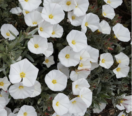 Convolvulus Cneorum