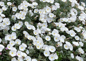 Baeckea Virgata Miniature (dwarf) in a landscaped home garden