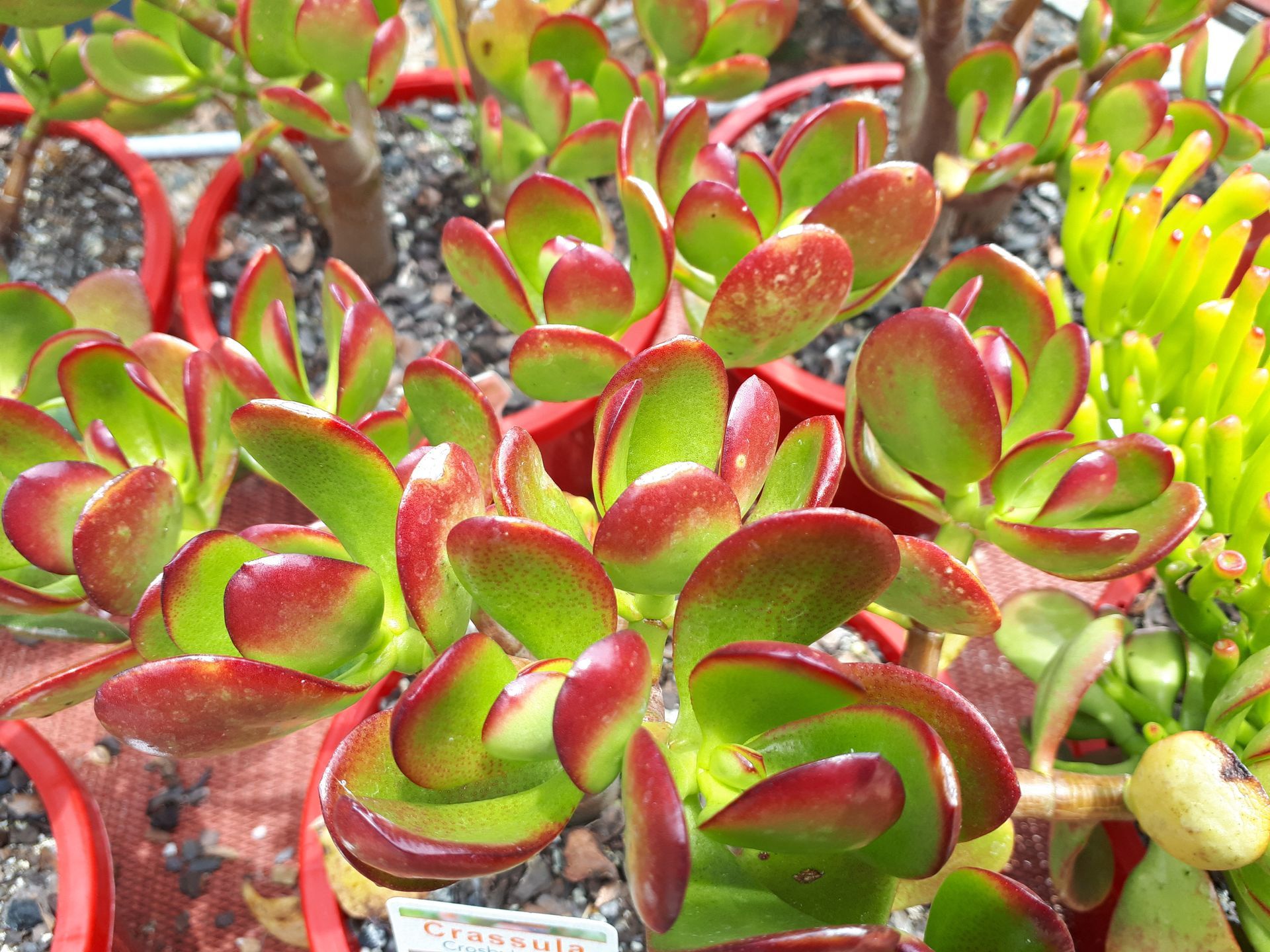 Crassula Crosby's Red