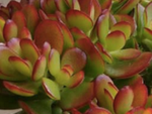 Baeckea Virgata Miniature (dwarf) flowering.