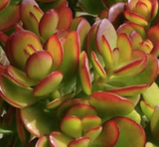 Baeckea Virgata Miniature (dwarf) in a pot plant