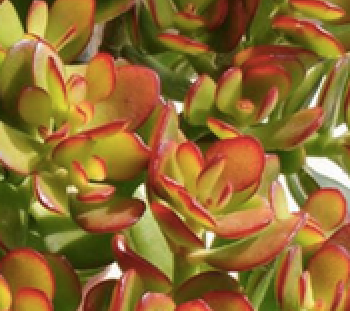 Baeckea Virgata Miniature (dwarf) in a landscaped home garden