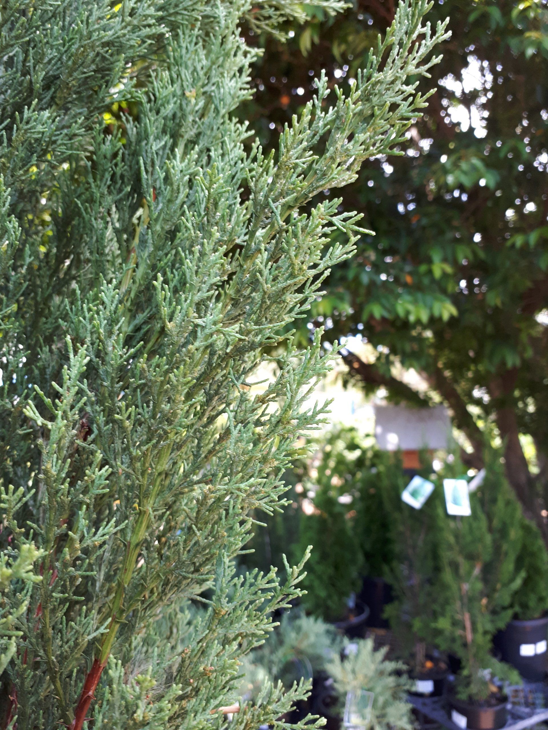Baeckea Virgata Miniature (dwarf) in a landscaped home garden