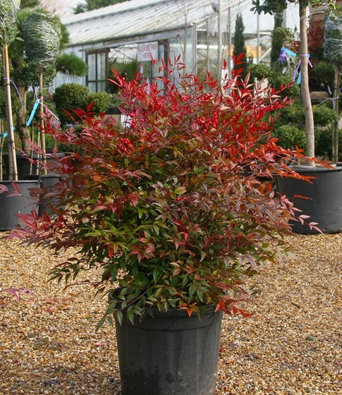 Nandina Domestica | Sacred Bamboo in a pot