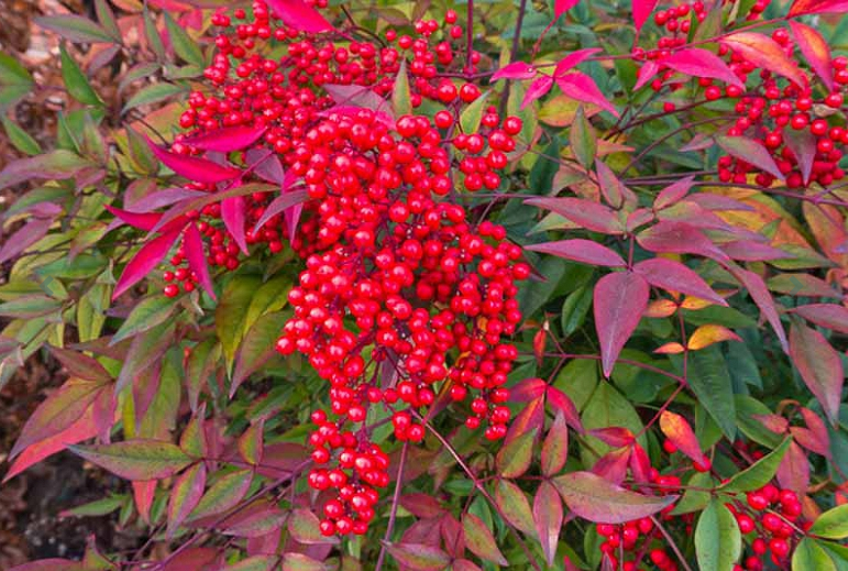 Nandina Domestica | Sacred Bamboo berries