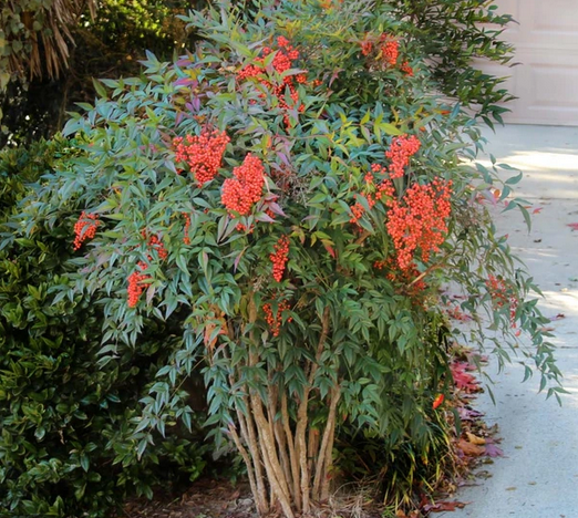 Nandina Domestica | Sacred Bamboo Shrub
