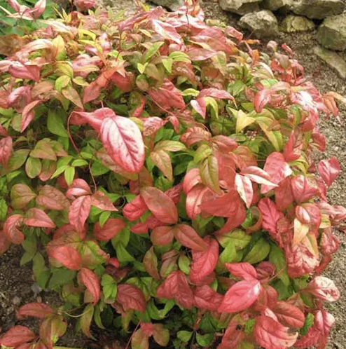 Baeckea Virgata Miniature (dwarf) in a landscaped home garden