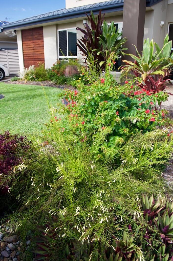 Russelia Lemon Falls 'Firecracker Plant'