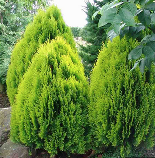 Thuja Aurea Nana