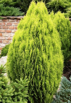 Baeckea Virgata Miniature (dwarf) in a landscaped home garden