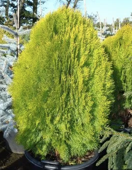 Baeckea Virgata Miniature (dwarf) in a pot plant