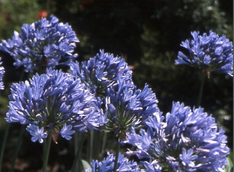 Agapanthus Purple Cloud
