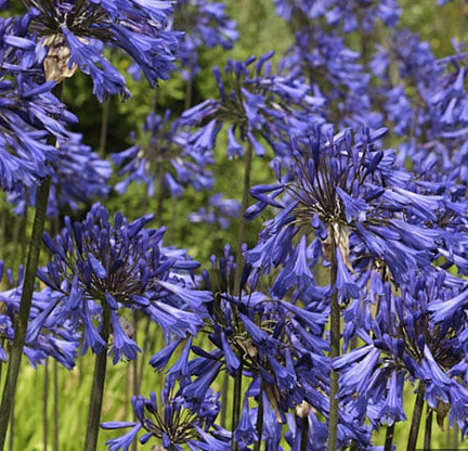 Baeckea Virgata Miniature (dwarf) in a landscaped home garden