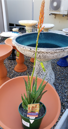 Aloe Mighty Orange