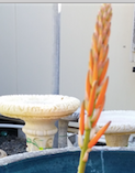 Baeckea Virgata Miniature (dwarf) flowering.