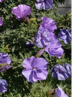 Baeckea Virgata Miniature (dwarf) in a landscaped home garden