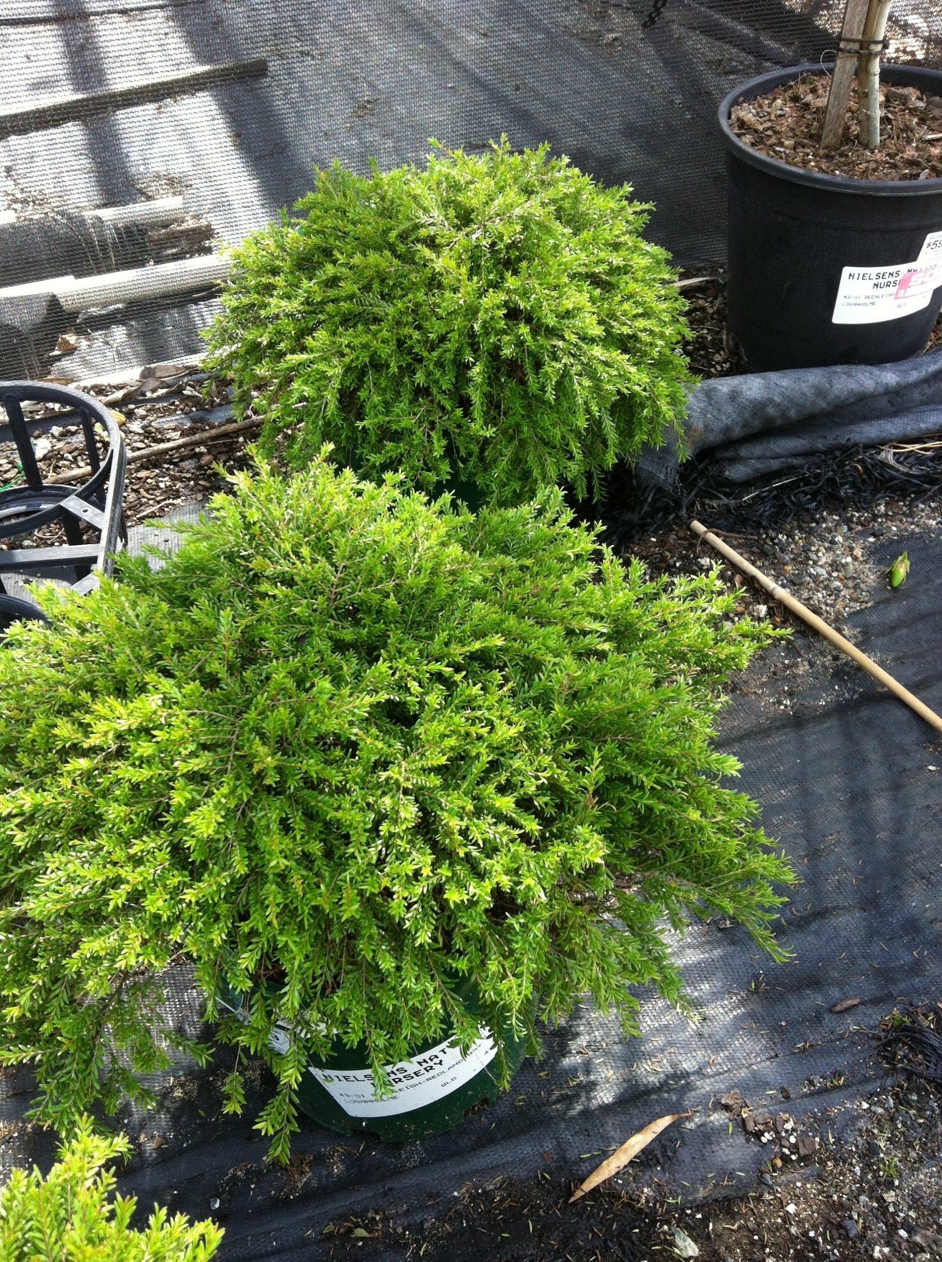 Baeckea Virgata Miniature (dwarf) in a pot plant