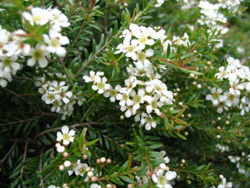 Baeckea Virgata Miniature (dwarf) flowering.