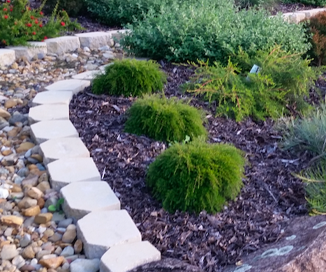 Baeckea Virgata Miniature (dwarf) in a landscaped home garden