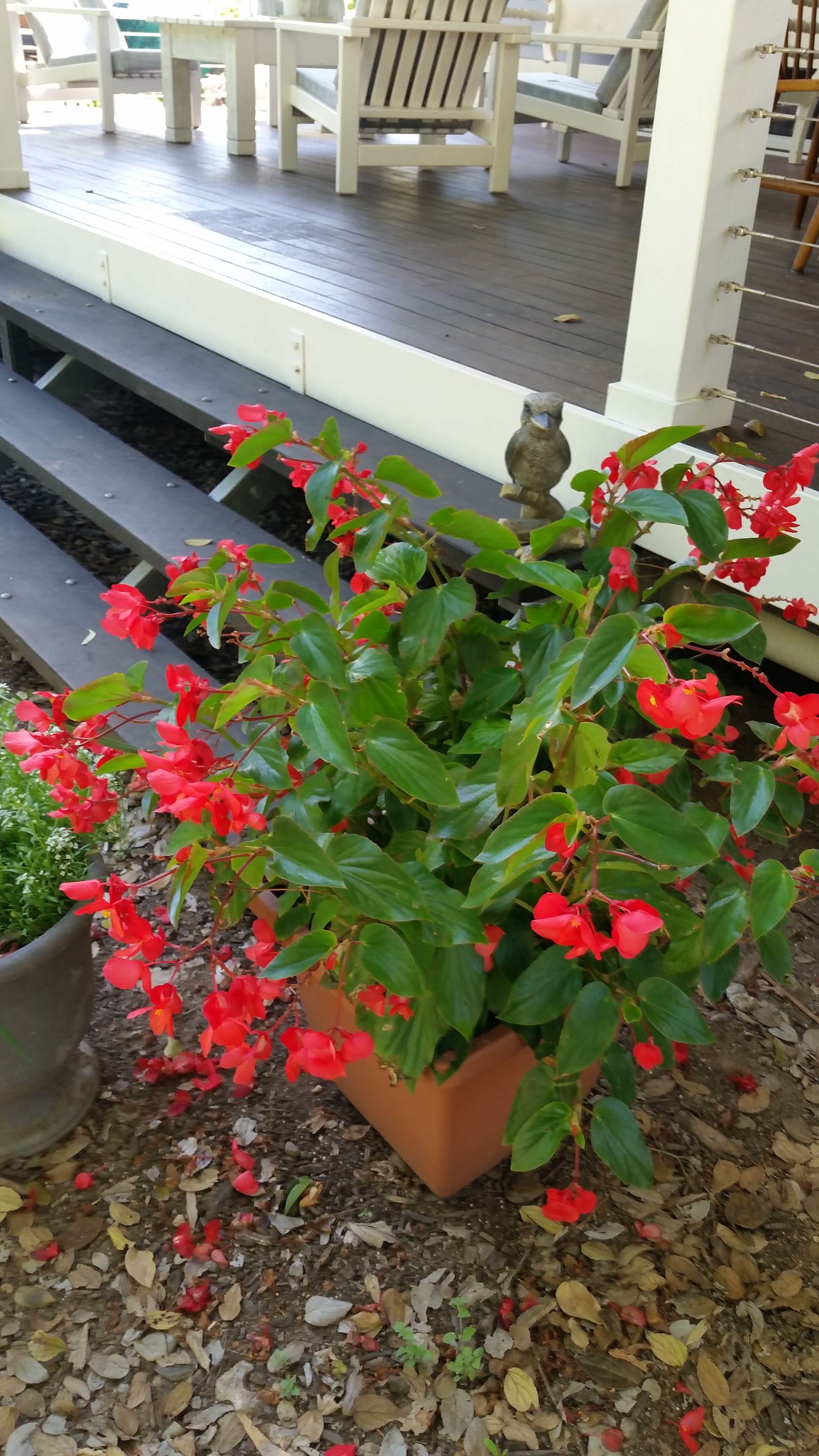 Baeckea Virgata Miniature (dwarf) flowering.