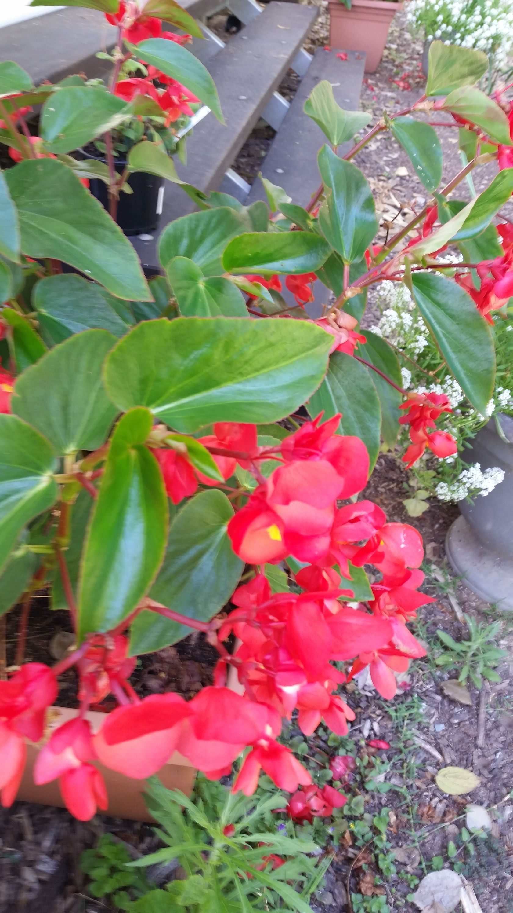 Baeckea Virgata Miniature (dwarf) in a pot plant