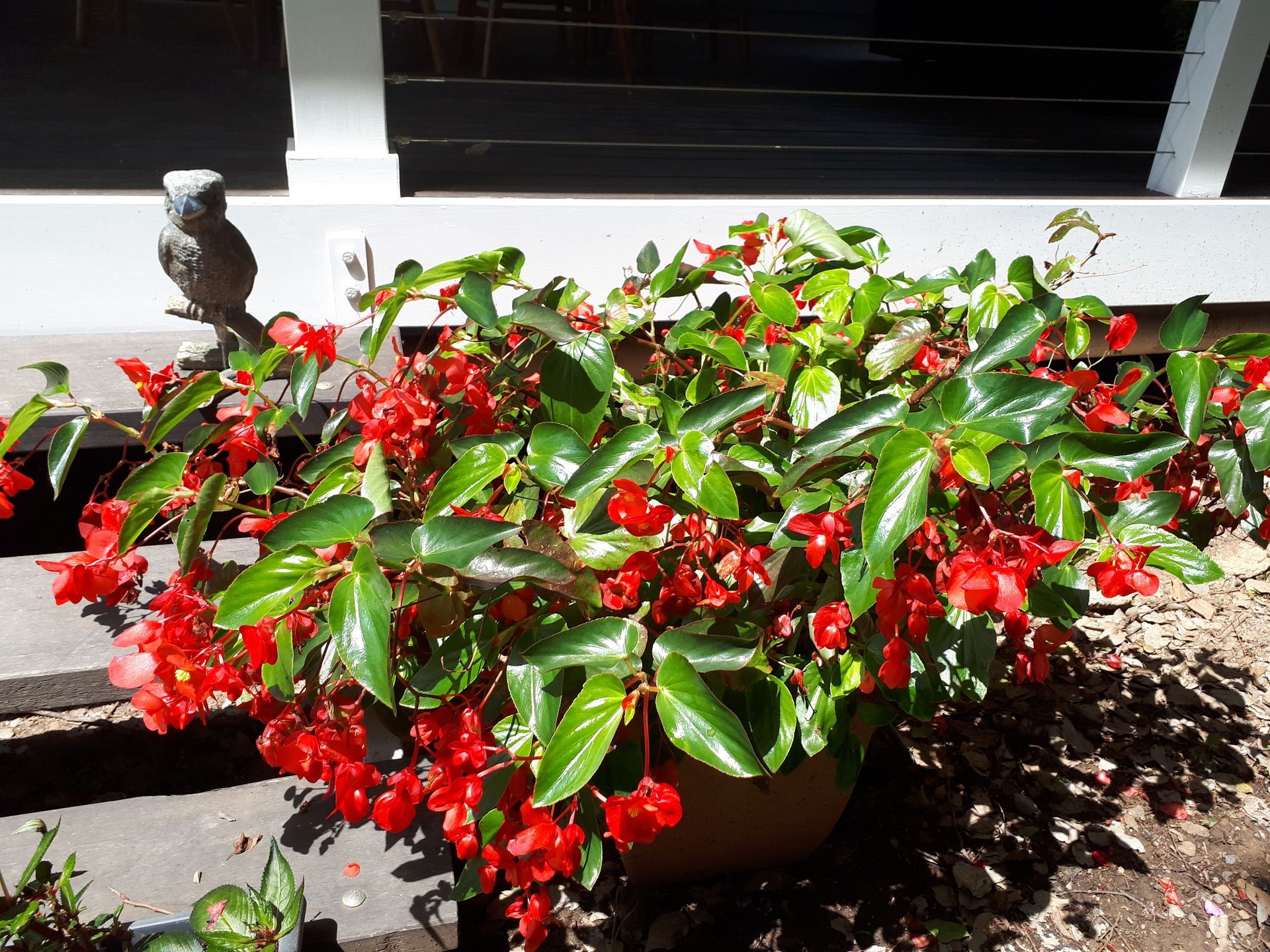 Baeckea Virgata Miniature (dwarf) in a landscaped home garden